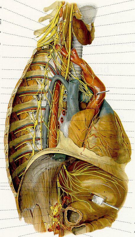 Ganglia