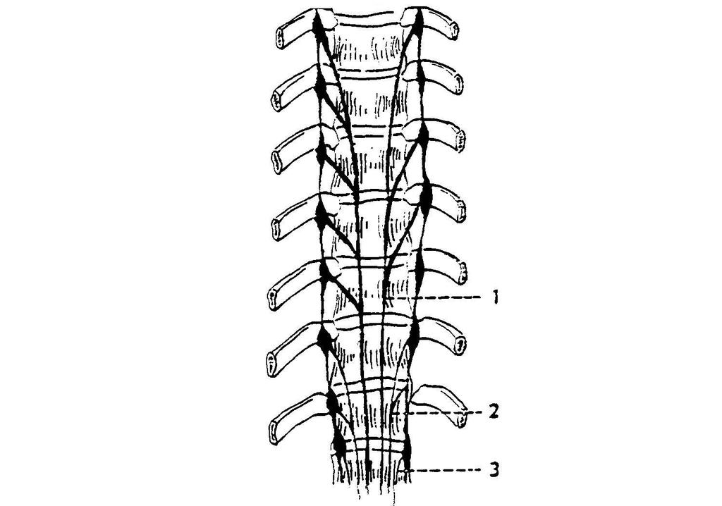 Ganglia thoracica (před hlavičkami žeber) N.