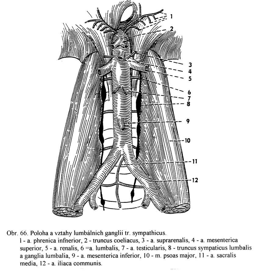 Ganglia lumbalia