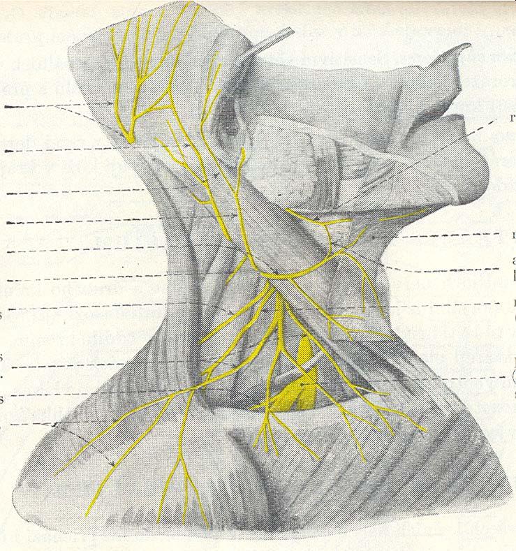 N.occipitalis major N.occipitalis minor VII N. auricularis magnus N.