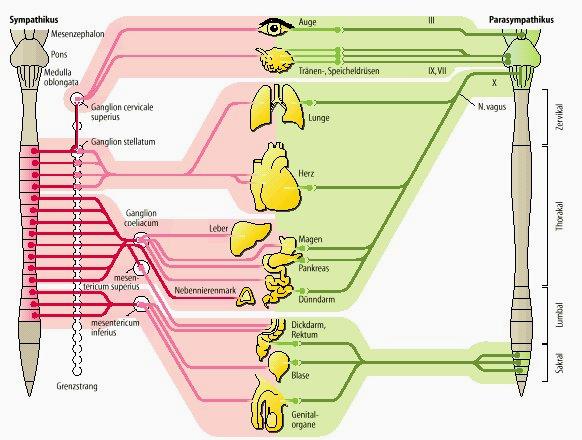 Oko III Slinné žlázy VII, IX X Ganglion cervicale sup Ganglion stellatum Plíce N.