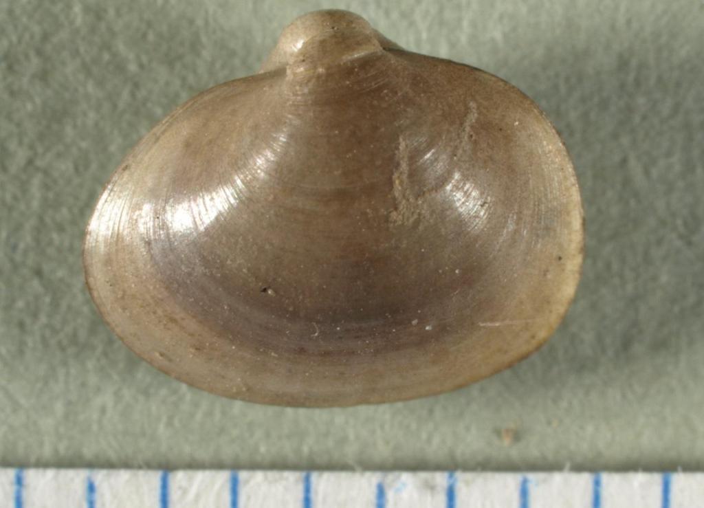 (vlevo) a Sphaerium corneum (vpravo)