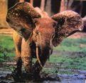 ) +Euryapsida: +Plesiosauria Archosauria : Želvy