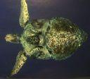 ), Ornithodira: +Pterosauria, +Dinosauria a ptáci