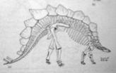 Pachycephalosauria a