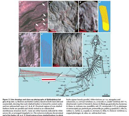 A bizarre Jurassic maniraptoran theropod with preserved evidence of membranous wings Xing Xu, Xiaoting Zheng, Corwin Sullivan, Xiaoli Wang, Lida Xing, Yan
