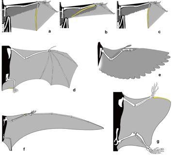 However, the filamentous feathers of Yi resemble pinnate feathers in bearing morphologically diverse melanosomes5.