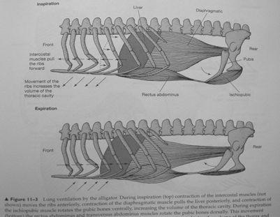 nejmladší*geologické* minulos6* Crocodylia:* *