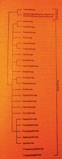 Palaeognathae Zoological Journal of the
