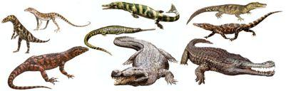 Archosauria: