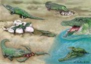 Alligatoridae