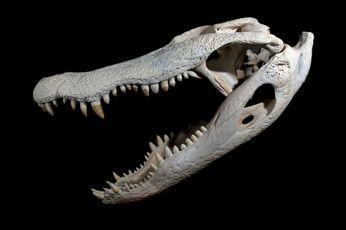 mississipiensis