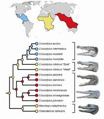 Crocodylus rhombifer - Kuba tomistoma (T.