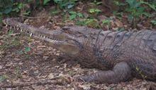 *************************************Dinosauria*