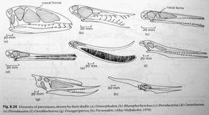 propatagium), prodloužené metacarpy a 4.
