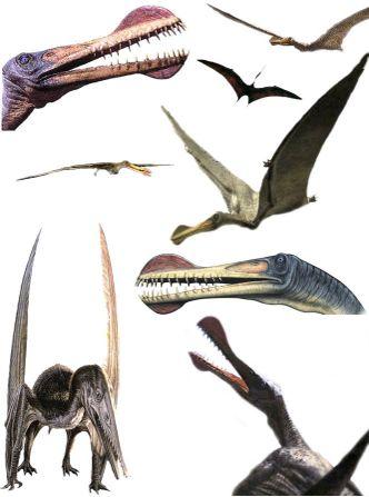 Tapejara etc.