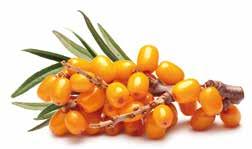 Obsahuje vitamín C, magnézium, mangán, komplex vitamínov B a zinok. Rozpustný aj v studenej vode.