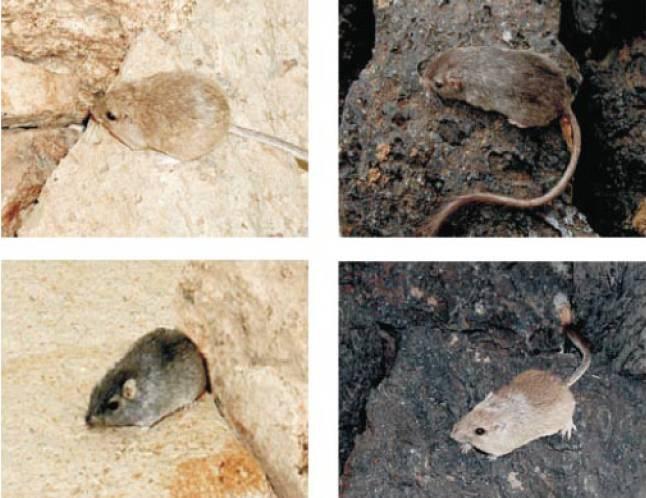 pytlouš Chaetodipus intermedius Korelace