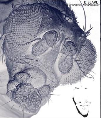 Drosophila melanogaster, rezistence k