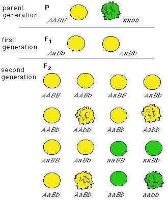 Mendel s second law Predicts independent assortment of multiple loci: during gamete formation, the