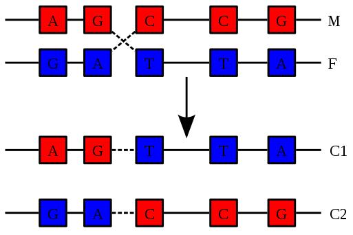 Linkage disequilibrium = gamete disequilibrium = gametic phase disequilibrium Nonrandom association of alleles