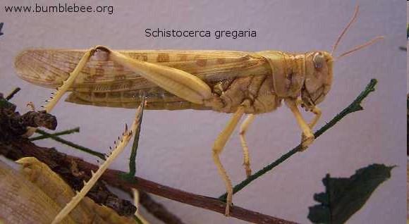 Rekombinace Nové kombinace alel Meiotic crossovers chiasmata Odstranění