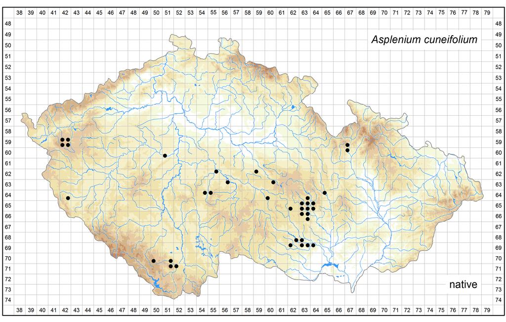 Distribution of Asplenium cuneifolium in the Czech Republic Author of the map: Libor Ekrt Map produced on: 11-11-2016 Database records used for producing the distribution map of Asplenium cuneifolium