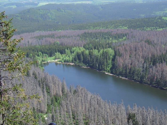 Rozmanitost života a zdraví ekosystémů 24 Disturbance ekosystémů a jejich dynamika S nízkou frekvencí dochází v lesních porostech k velkým disturbancím, které zasahují celý ekosystém.