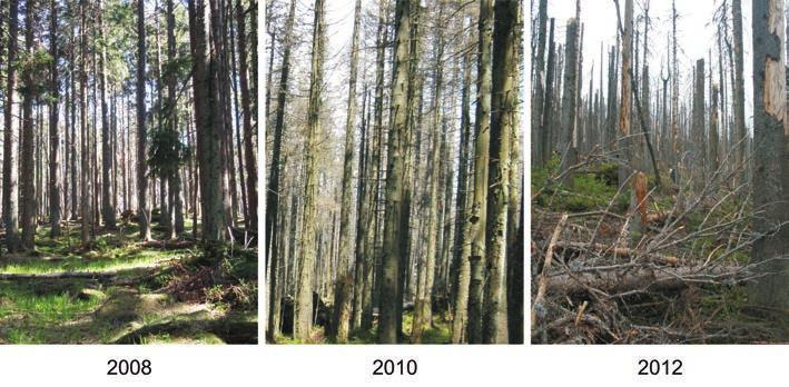 Rozmanitost života a zdraví ekosystémů 26 k opadání jehličí a později k odumření lýka a dřeva. Habitaty listoví a dřeva živých stromů tak přestaly existovat.