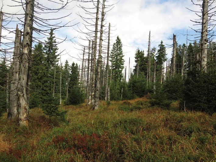 5 Mikroorganismy v lesních ekosystémech: diverzita, dynamika a funkce klesajícím množstvím organické hmoty s hloubkou půdy, a půda je vlastně záznamem historických disturbancí různé intenzity, jakými