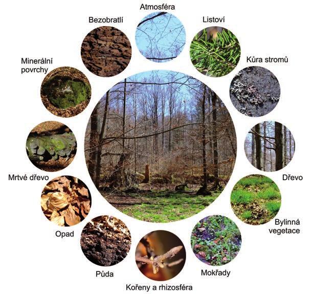 7 Mikroorganismy v lesních ekosystémech: diverzita, dynamika a funkce Kde najdeme mikroorganismy habitaty v lesním prostředí Lesní ekosystémy očividně mikroorganismům nabízejí celou řadu habitatů: od