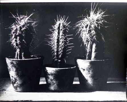 170 Karel Čapek (1890 1938) Zátiší s kaktusy fotografie, 24 x 30 cm, novější zvětšeniny z původních autorských negativů
