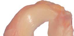 Žeberní chrupavka zmrazená / Rib Cartilage Frozen 1 Žeberní
