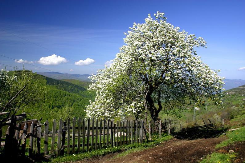 Prijepoljski Tamburasi (Србија) Turisticke orga
