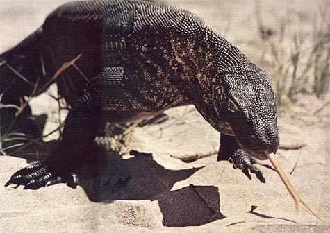 komodoensis