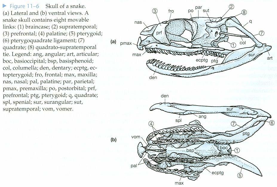 rozeklaný jazyk párový vomeronazální orgán hypapofýzy (u vejcožravých) redukce