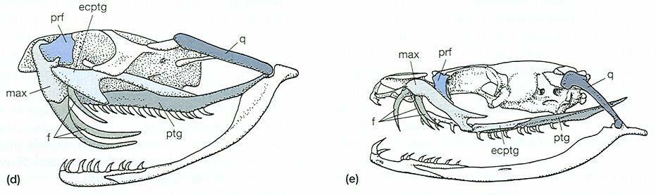 typus užovkovití) (c) opistoglyfní (Xenodon