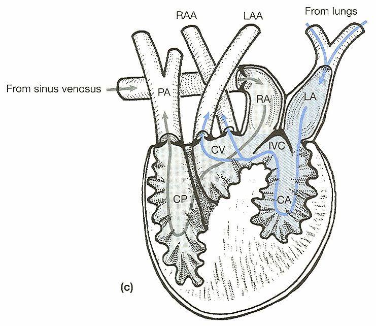 arteriosum CV = cavum venosum CP = cavum