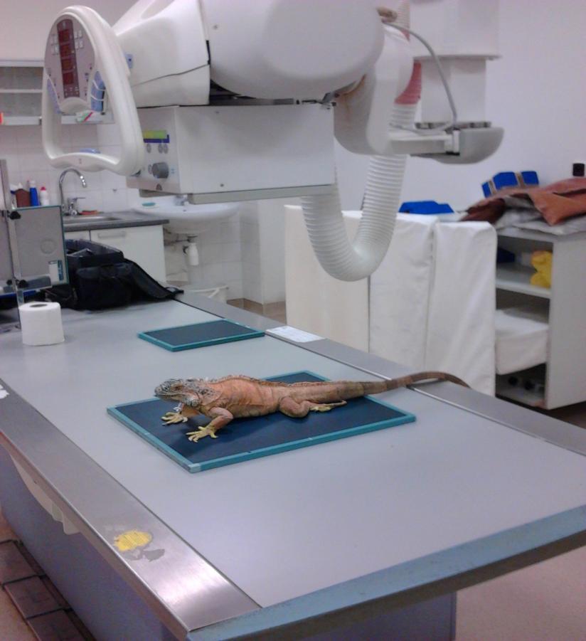Rentgenografie Plazi Radiografie může být zřídka použitá pro hodnocení plazího srdce, především kvůli malým rozdílům kontrastů tkání a anatomické pozici orgánů (Obr. 16).