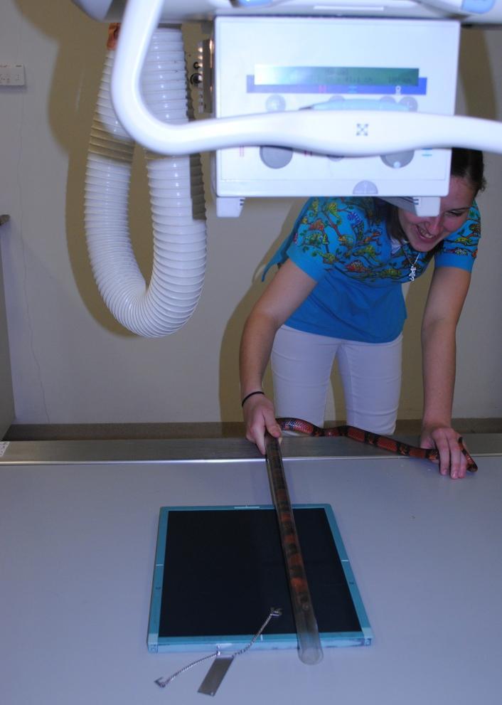 Nicméně radiografii můžeme použít pro hodnocení srdce u hadů a varanů, protože u těchto druhů nám srdce nepřekrývá radioopaktní tkáň.