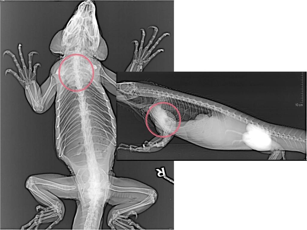 Obr. 17: Rentgenogram srdce plaza vidíme, že stav srdce je velmi obtížně hodnotitelné (Iguana iguana; Foto: archiv KCHPPDS, úprava: A.