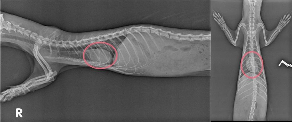 Indikace k rentgenologii srdce je při dyspnoi nebo kašli. Následně můžeme stanovit diagnostický protokol a léčbu zjištěného onemocnění. Na dobrém snímku vidíme čistě kontury srdce a jeho tvar.
