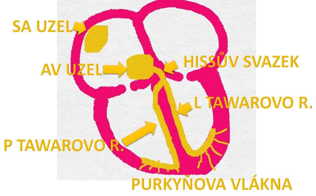 Elektrokardiografie Převodní systém srdce je jedním z typů srdeční tkáně (druhým typem je pracovní myokard).