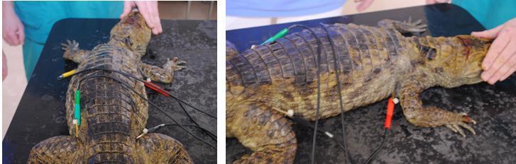 Obr. 31: Zapojení svodů u kajmana (Caiman crocodylus., Foto: archiv KCHPPDS, úprava: A. Zemanová) Při měření EKG u plazů volíme svody dle velikosti zvířete a síly jeho kůže.