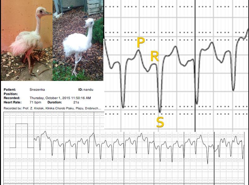 Obr. 36: Výsledek měření s iphone EKG přístrojem u nandu pampového (Rhea americana, Foto a úprava: A.