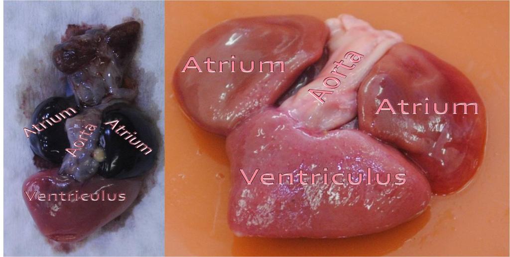 ZÁKLADY ANATOMIE A FYZIOLOGIE SRDCE EXOTICKÝCH ZVÍŘAT Plazi Srdce plazů je třídílné, obsahující dvě síně a jednu společnou komoru (Obr. 2, 3, 4, 5).