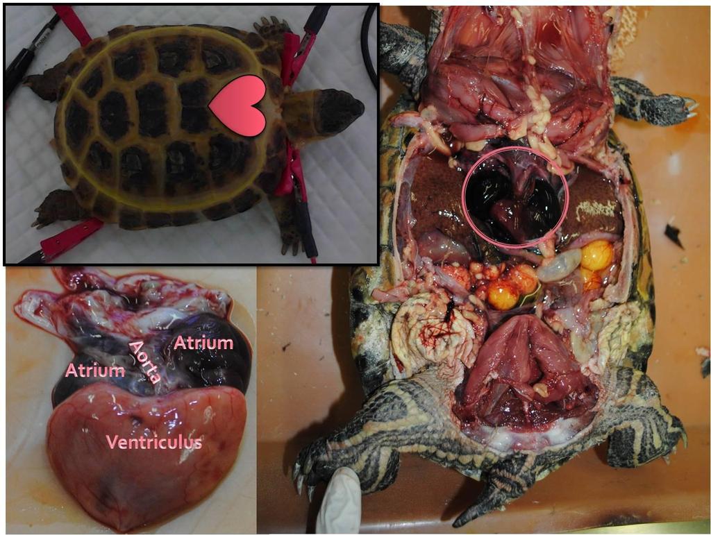 Obr. 3: Topografická anatomie srdce u želv (Testudo hermanni, Trachemys scripta elegans; Foto: archiv KCHPPDS, úprava: A.