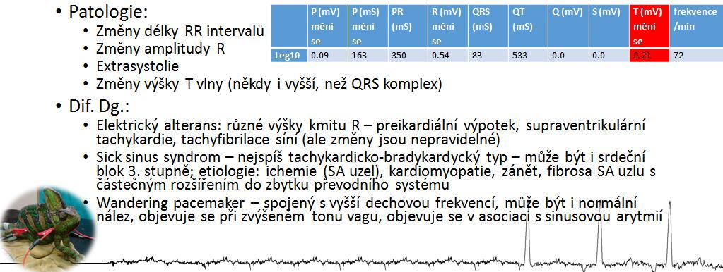 Samec chameleona jemenského (Chamaeleo calyptratus), 2 roky Ptáci Onemocnění kardiovaskulárního systému u ptáků (podle