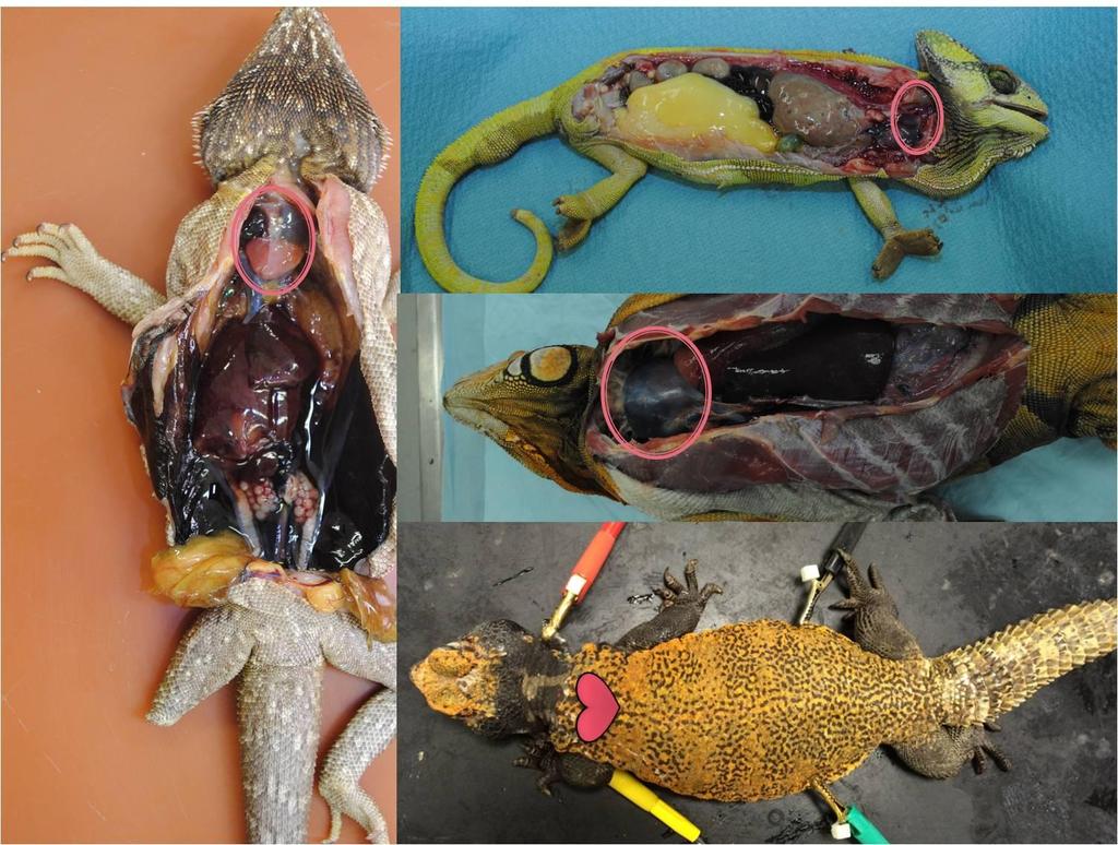 Obr. 4: Topografická anatomie srdce ještěrů (Pogona vitticeps, Chamaeleo