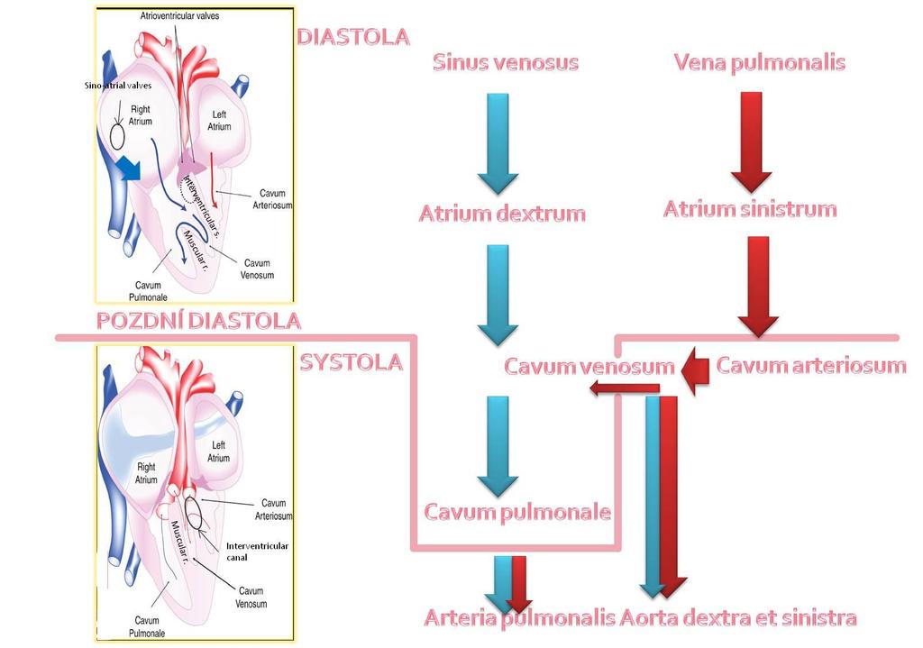 Gubernaculum cordis je ligamentum, které připojuje kaudální část perikardu a apex komory k viscerálnímu peritoneu.